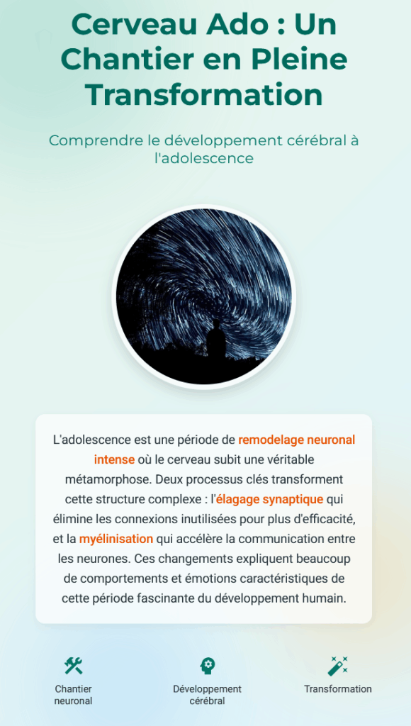 Cerveau Ado Un Chantier en Pleine Transformation